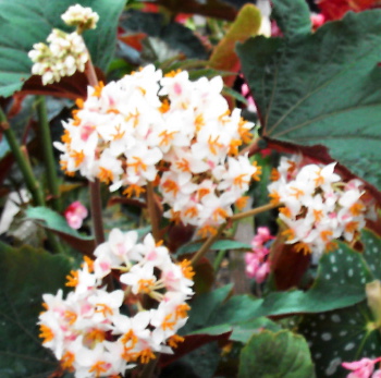 B. ‘Lady Brown’